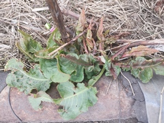 Rumex longifolius