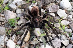 Phormictopus melodermus