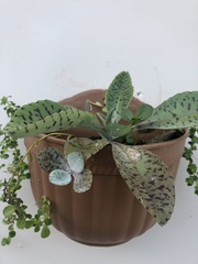 Kalanchoe gastonis-bonnieri
