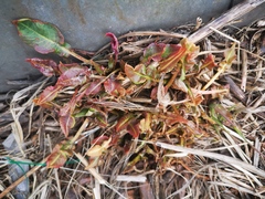Rumex longifolius