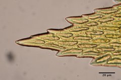 Nogopterium gracile