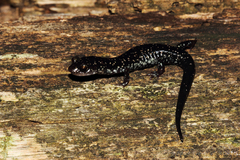 Plethodon ouachitae