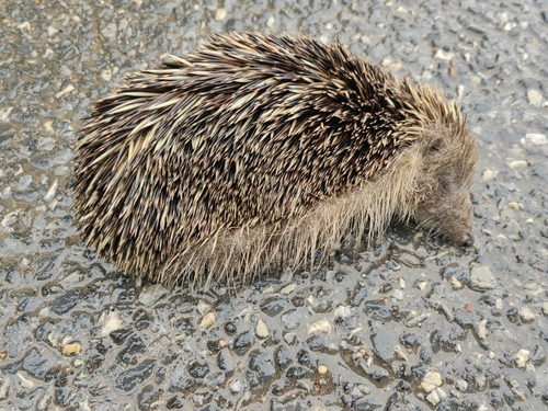 Amur Hedgehog