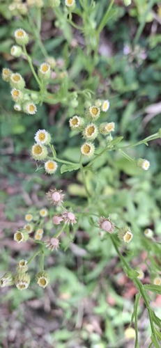 Erigeron laevigatus, 2026-05-31