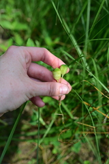 (c) Katie Kucera, some rights reserved (CC BY) Nemastylis geminiflora, photograph (c) Katie Kucera, some rights reserved (CC BY)