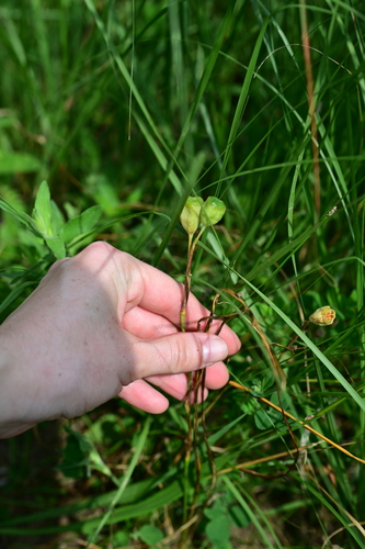 Nemastylis geminiflora, photograph 2