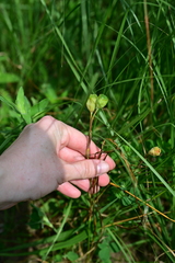 (c) Katie Kucera, some rights reserved (CC BY) Nemastylis geminiflora, photograph (c) Katie Kucera, some rights reserved (CC BY)