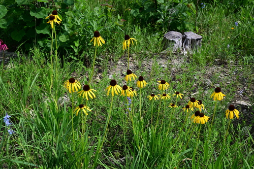 Echinacea paradoxa