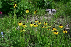 Echinacea paradoxa