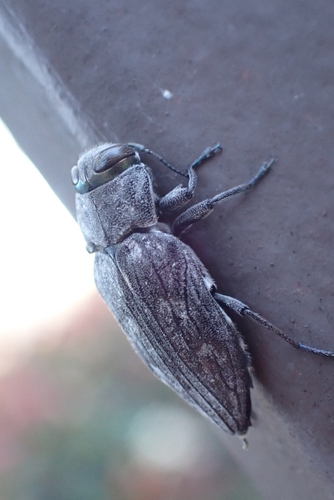 Merkel Buprestid