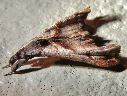 Dark-spotted Palthis Moth