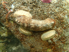 Cryptoplax striata