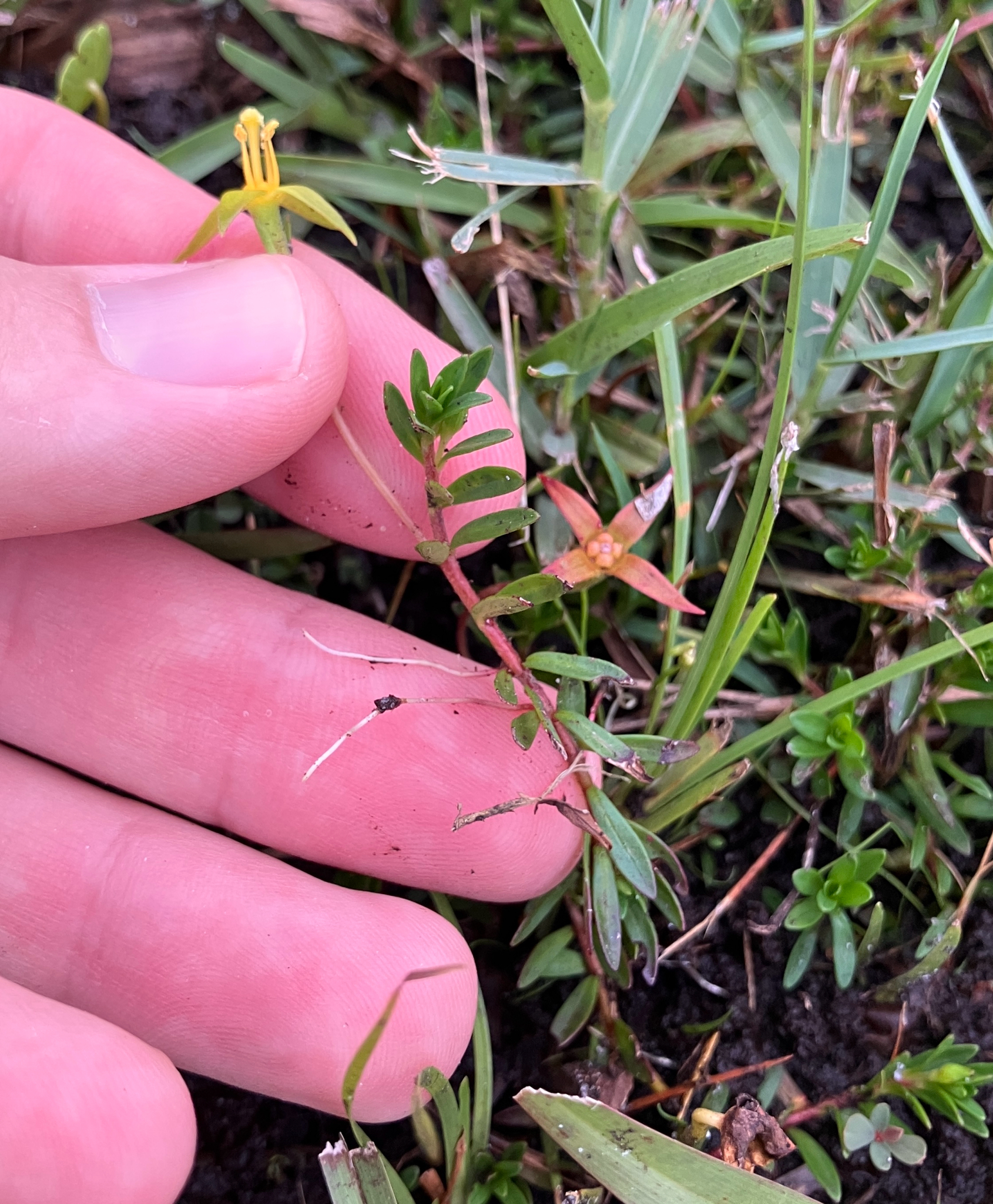 Imagem de Ludwigia arcuata