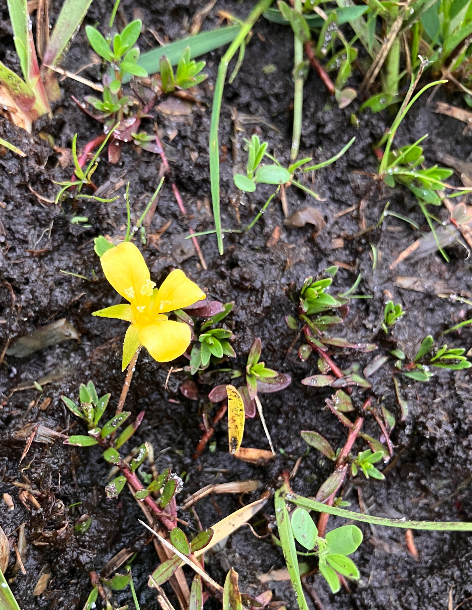 Imagem de Ludwigia arcuata