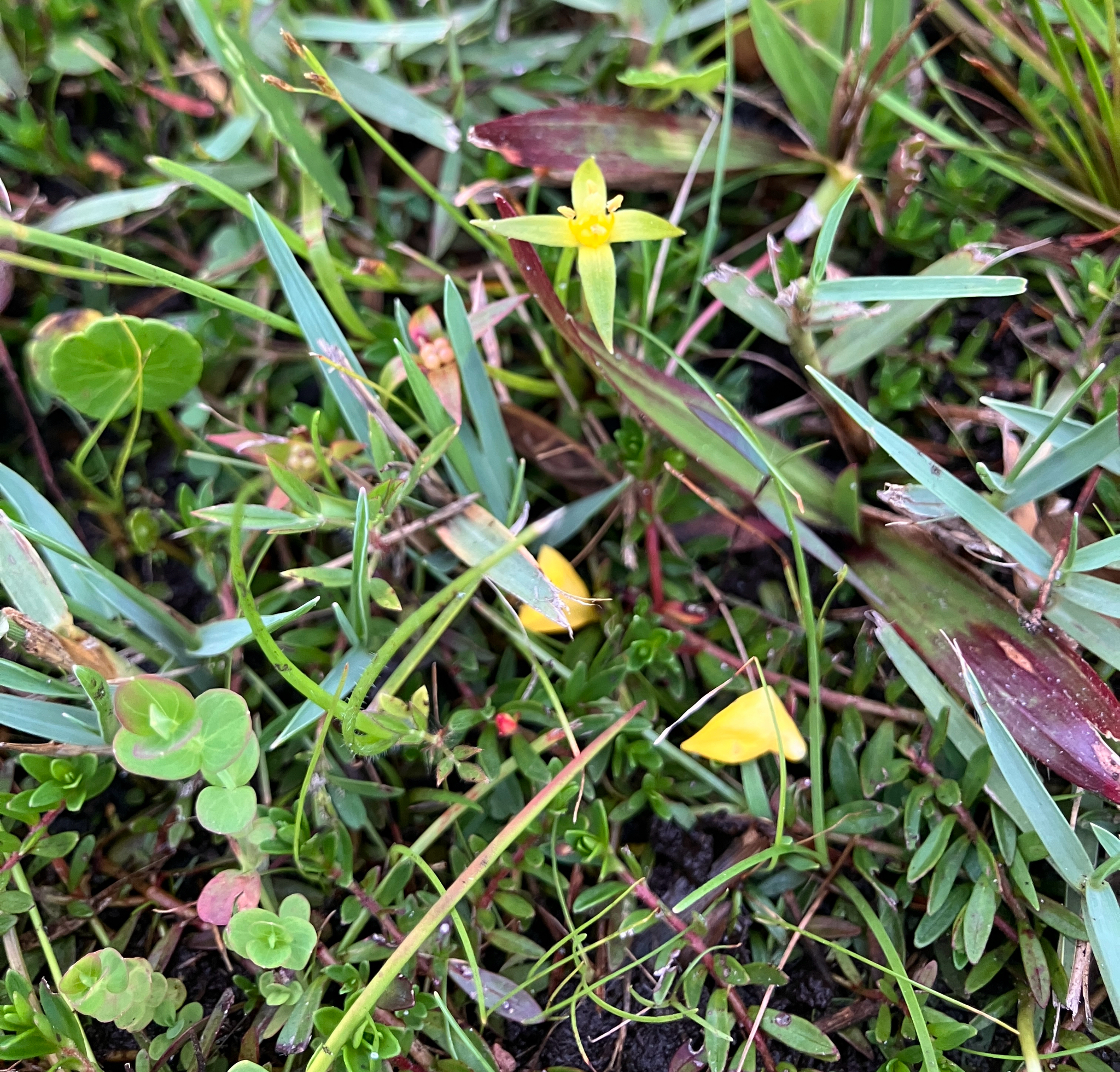 Imagem de Ludwigia arcuata