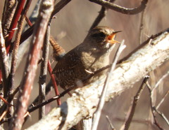 Troglodytes hiemalis