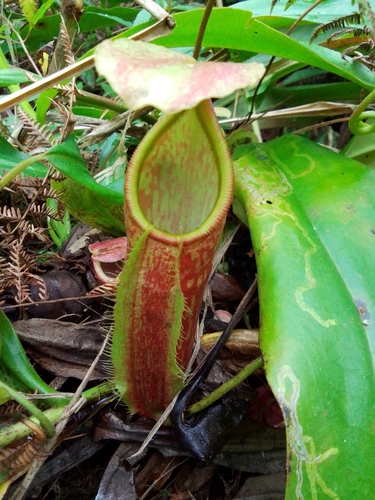 Nepenthes gymnamphora observed 2026-05-21