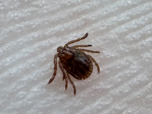 Asian Longhorned Tick photo 6
