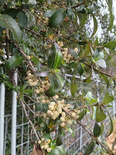 Coprosma robusta