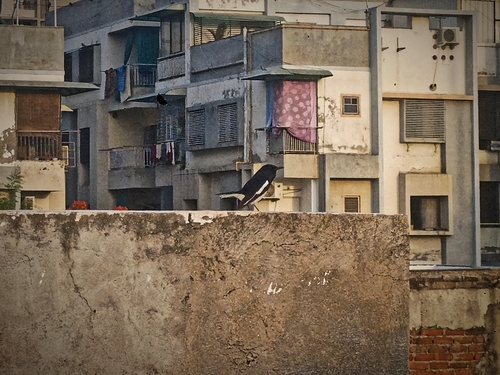 Oriental Magpie-Robin