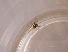 Menemerus semilimbatus