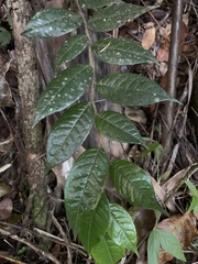 Hirtella rugosa