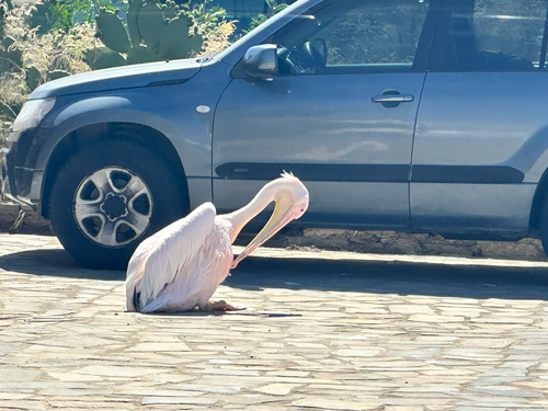 iNaturalist image