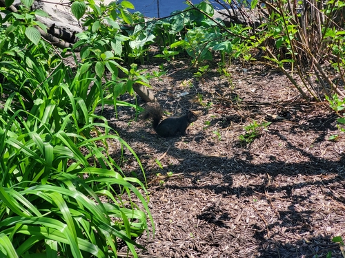 Eastern Gray Squirrel