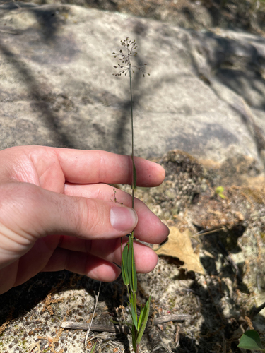 Dichanthelium columbianum observed 2026-06-03