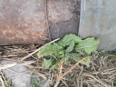 Cirsium arvense