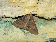 Heteropalpia mahafaly