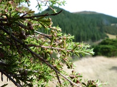 Kunzea robusta