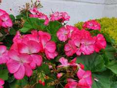 Pelargonium × hybridum