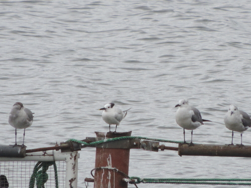 iNaturalist image
