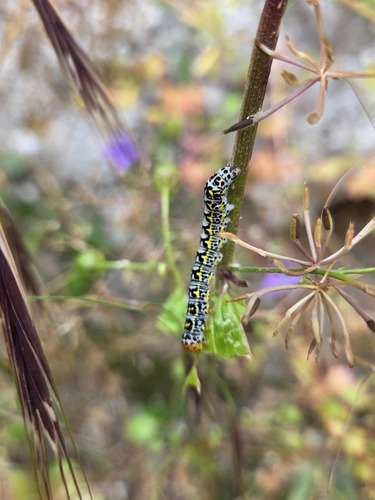 Cucullia blattariae