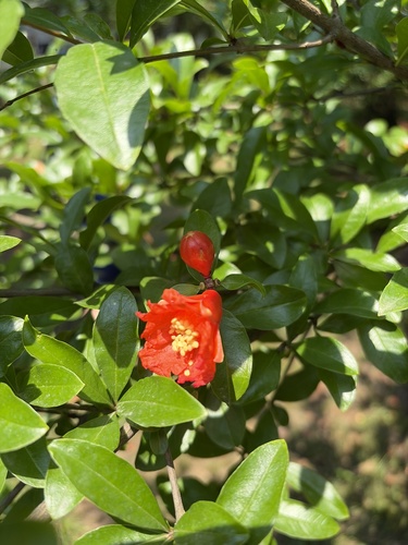 pomegranate