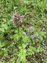 Valeriana pauciflora