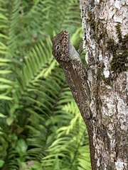 Anolis gundlachi