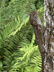 Anolis gundlachi