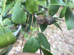 Heteroecus pacificus