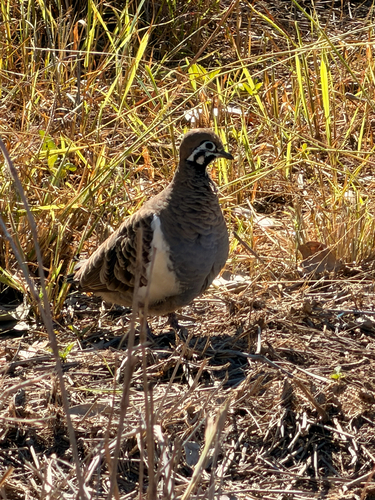 Squatter Pigeon