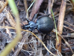 Scaphinotus interruptus