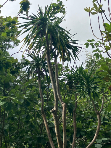Dracaena konaensis observed 2026-06-03