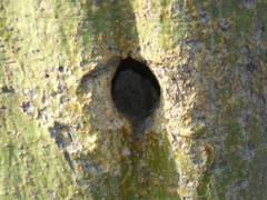 Melanerpes aurifrons