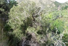 Sophora prostrata