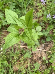 Valeriana pauciflora