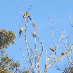 Polytelis anthopeplus