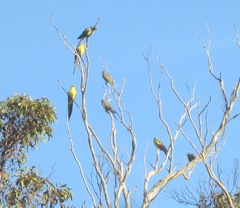 Polytelis anthopeplus