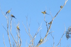 Polytelis anthopeplus