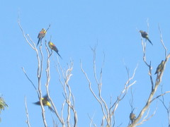 Polytelis anthopeplus